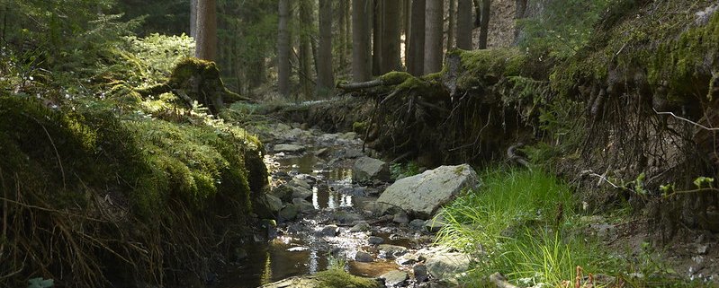 A deciduous forest in Western Europe. According to the EU Environment Agency, from land use, land use change and forestry, the continent saves nearly 200 million tonnes of carbon each year. Photo: sharloch Attribution - Noncommercial - No Derivative Works 2.0 Generic CC BY-NC-ND 2.0 Deed