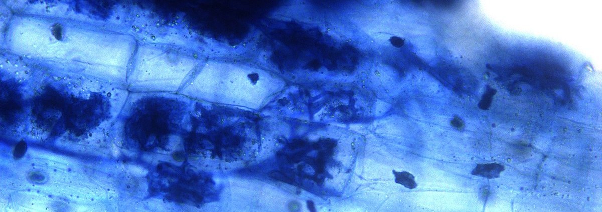 Mycorrhizal fungi help plants access soil nutrients while receiving sugars in return. Image: Rajarshi Rit, USIC department - University of Burdwan Attribution 4.0 International CC BY 4.0 Deed