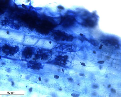 Mycorrhizal fungi help plants access soil nutrients while receiving sugars in return. Image: Rajarshi Rit, USIC department - University of Burdwan Attribution 4.0 International CC BY 4.0 Deed