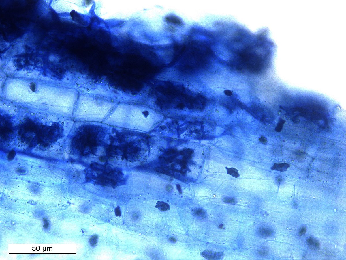 I funghi micorrizici aiutano le piante ad accedere ai nutrienti del suolo ricevendo in cambio zuccheri. Immagine: Rajarshi Rit, USIC department - University of Burdwan Attribution 4.0 International CC BY 4.0 Deed