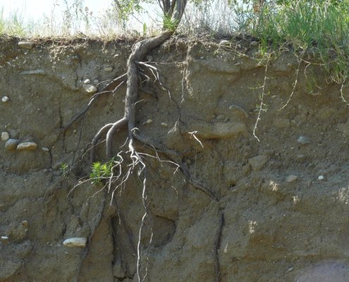 Scientists have not yet fully understood how roots develop in the soil depth. Image: Konstantinos Kourtidis Attribution-NonCommercial-ShareAlike 3.0 Unported CC BY-NC-SA 3.0 Deed