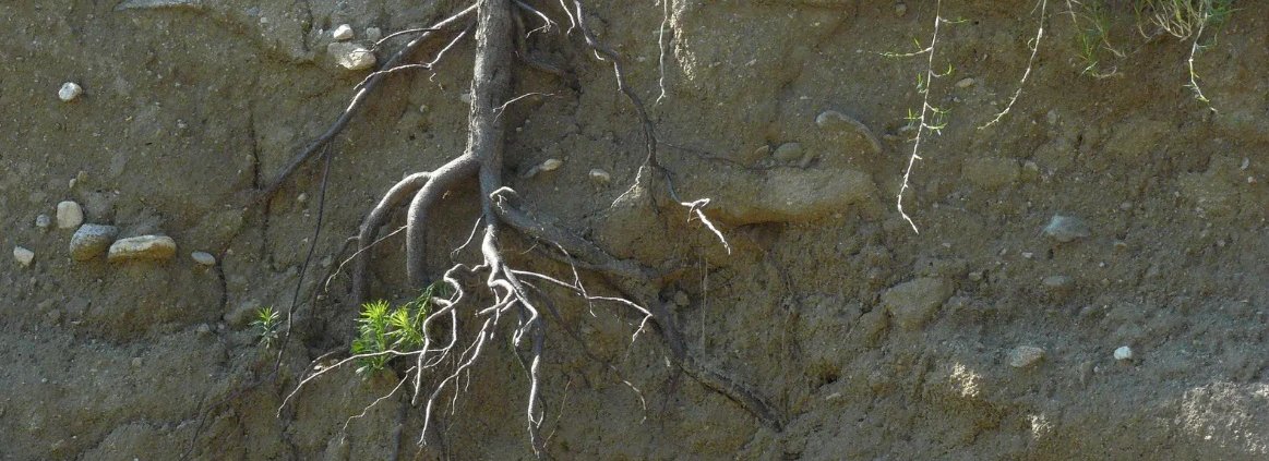 Le dinamiche di sviluppo delle radici nel suolo non sono state ancora pienamente comprese dagli scienziati. Immagine: Konstantinos Kourtidis Attribution-NonCommercial-ShareAlike 3.0 Unported CC BY-NC-SA 3.0 Deed