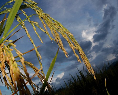 Understanding how rice maintains productivity with the support of the microbiome under conditions of nutritional deficiency can help develop new strategies in precision agriculture. Photo: IRRI Photos Attribution-NonCommercial-ShareAlike 2.0 Generic CC BY-NC-SA 2.0 Deed