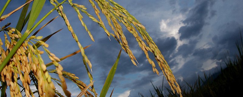 Comprendere come il riso mantenga la produttività grazie al supporto del microbioma in condizioni di carenza nutrizionale può aiutare a sviluppare nuove strategie nell’ambito dell’agricoltura di precisione. Foto: IRRI Photos Attribution-NonCommercial-ShareAlike 2.0 Generic CC BY-NC-SA 2.0 Deed