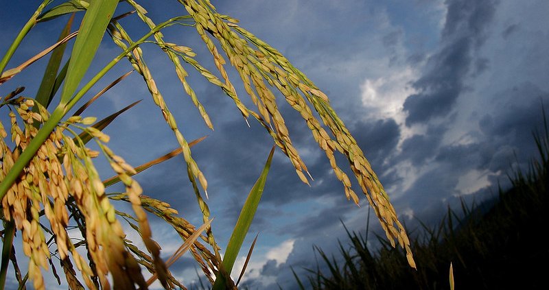 Comprendere come il riso mantenga la produttività grazie al supporto del microbioma in condizioni di carenza nutrizionale può aiutare a sviluppare nuove strategie nell’ambito dell’agricoltura di precisione. Foto: IRRI Photos Attribution-NonCommercial-ShareAlike 2.0 Generic CC BY-NC-SA 2.0 Deed