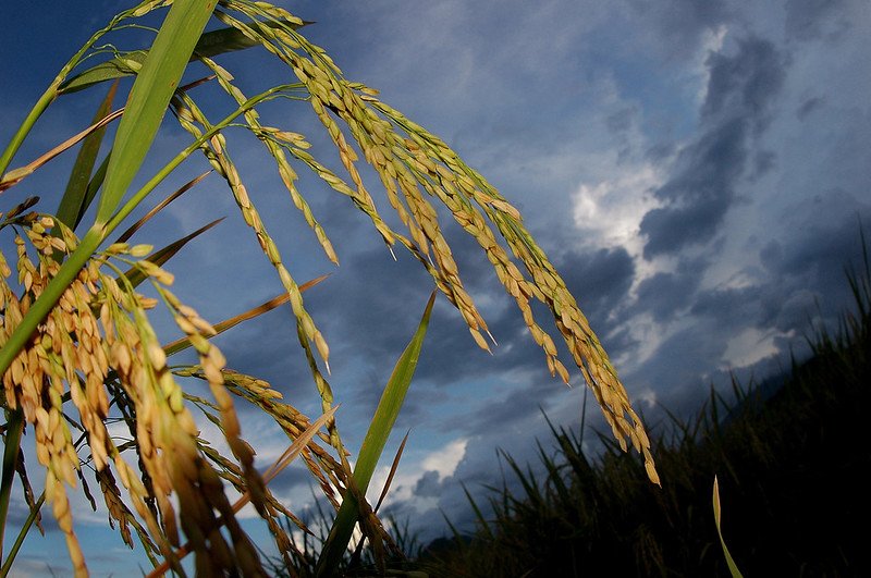 Comprendere come il riso mantenga la produttività grazie al supporto del microbioma in condizioni di carenza nutrizionale può aiutare a sviluppare nuove strategie nell’ambito dell’agricoltura di precisione. Foto: IRRI Photos Attribution-NonCommercial-ShareAlike 2.0 Generic CC BY-NC-SA 2.0 Deed