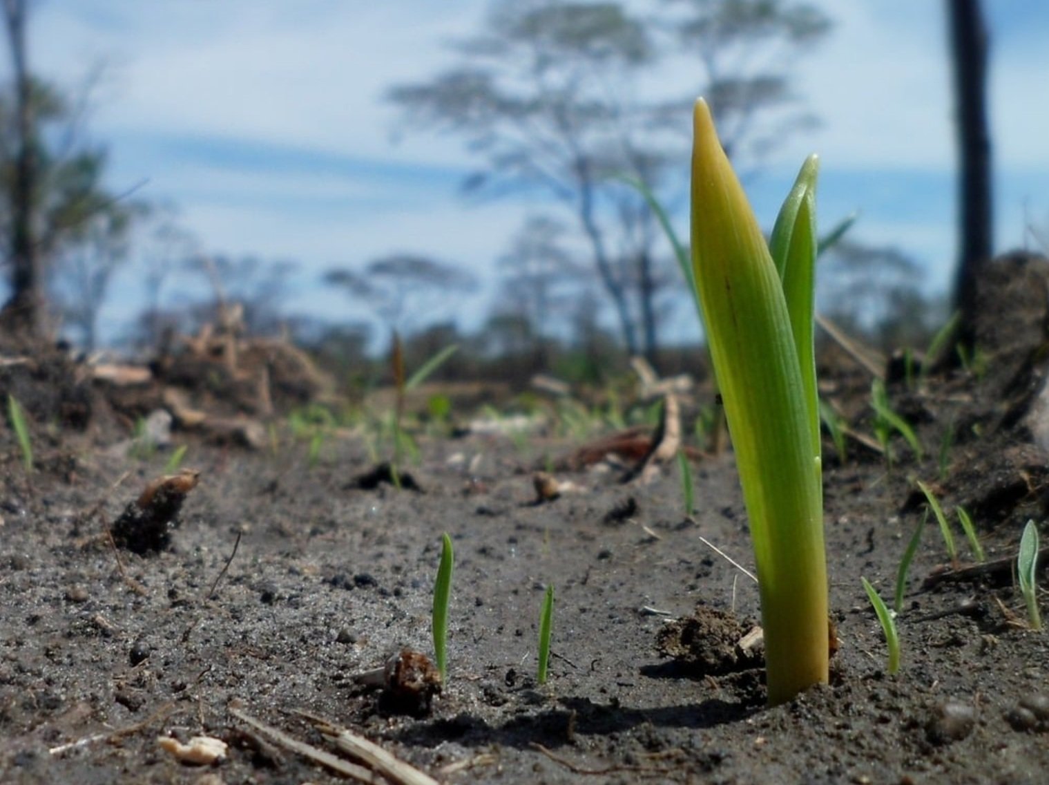 L’Osservatorio lanciato dalla FAO punta a misurare, monitorare e proteggere la biodiversità del suolo a livello mondiale. Foto: Pixabay published prior to July 2017 under the Creative Commons CC0 1.0 Universal Public Domain Dedication license