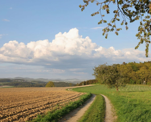 Secondo il CESE, "l’attuale quadro dell’UE non promuove in misura sufficiente le forme rigenerative di agricoltura". FOTO: Envato