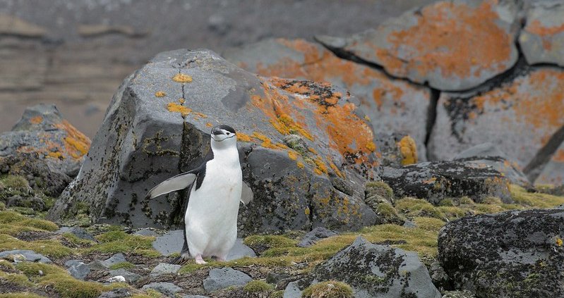Frost-resistant vegetation such as mosses and lichens in Antarctica is vital for biogeochemical cycles, soil insulation, and the support of biodiversity. Photo: Rob Oo Attribution 2.0 Generic CC BY 2.0 Deed