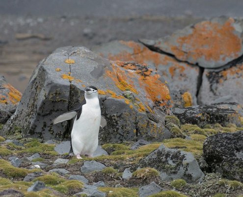 La vegetazione resistente al gelo come muschi e licheni in Antartide è vitale per i cicli biogeochimici, l’isolamento del suolo e il sostegno alla biodiversità. Foto: Rob Oo Attribution 2.0 Generic CC BY 2.0 Deed
