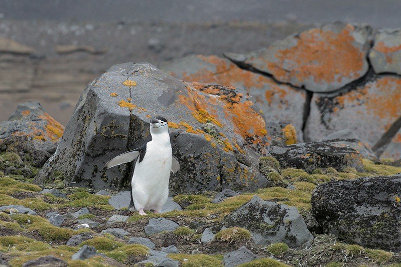 La vegetazione resistente al gelo come muschi e licheni in Antartide è vitale per i cicli biogeochimici, l’isolamento del suolo e il sostegno alla biodiversità. Foto: Rob Oo Attribution 2.0 Generic CC BY 2.0 Deed