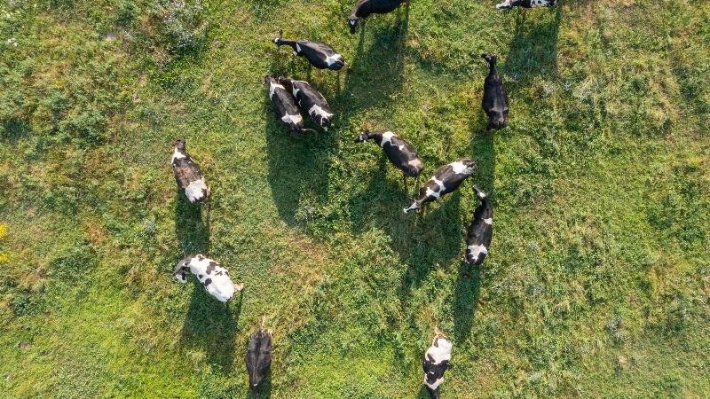 L'azienda impiega soprattutto foraggi di sua produzione, monitora la salute degli animali con l'aiuto della tecnologia e adotta soluzioni circolare attraverso il recupero di sottoprodotti e reflui zootecnici per il biogas e l'uso del digestato come fertilizzante. Foto: Carioni