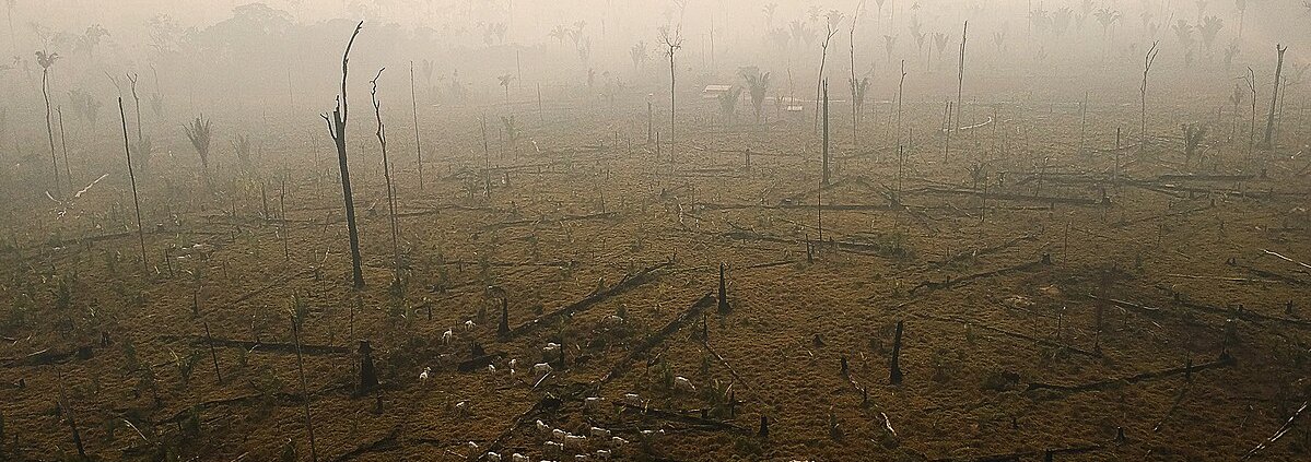 Fires are the main cause of prolonged heat stress in degraded tropical forests. Photo: Bruno Kelly/Amazônia Real/11/08/2020 Attribution 2.0 Generic CC BY 2.0 Deed