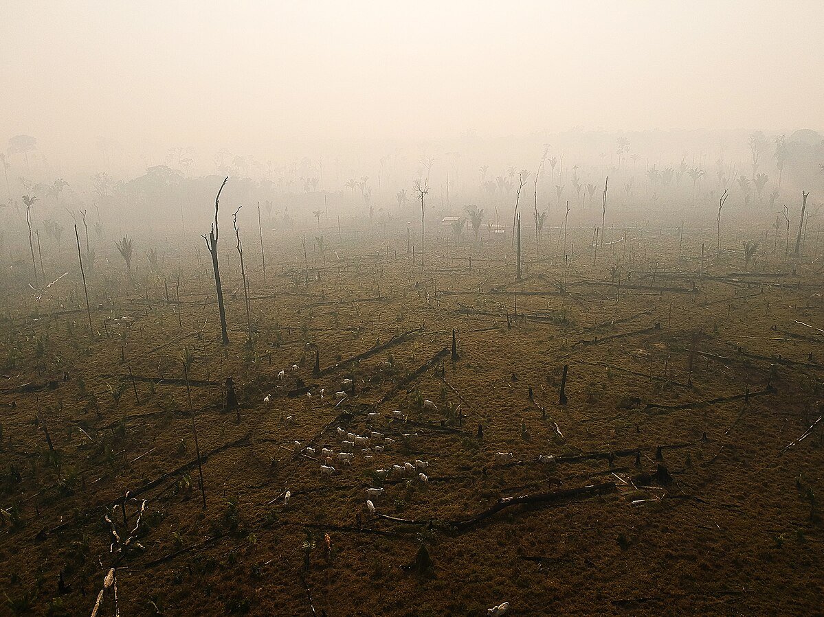 Gli incendi sono la principale causa dello stress termico prolungato nelle foreste tropicali degradate. Foto: Bruno Kelly/Amazônia Real/11/08/2020 Attribution 2.0 Generic CC BY 2.0 Deed
