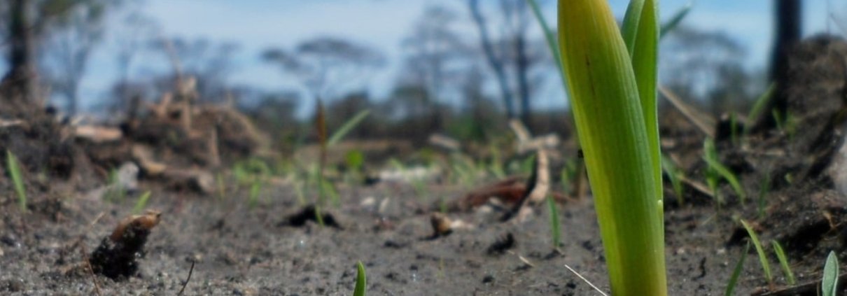 The Observatory launched by FAO aims to measure, monitor, and protect soil biodiversity on a global scale. Photo: Pixabay, published prior to July 2017 under the Creative Commons CC0 1.0 Universal Public Domain Dedication license