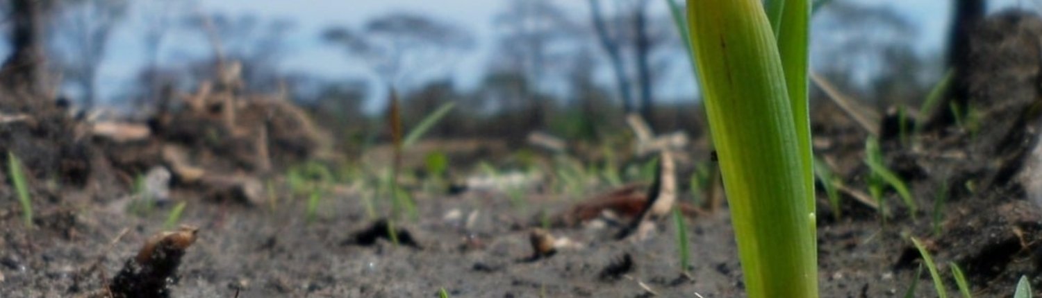 The Observatory launched by FAO aims to measure, monitor, and protect soil biodiversity on a global scale. Photo: Pixabay, published prior to July 2017 under the Creative Commons CC0 1.0 Universal Public Domain Dedication license