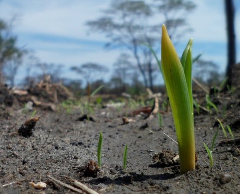 The Observatory launched by FAO aims to measure, monitor, and protect soil biodiversity on a global scale. Photo: Pixabay, published prior to July 2017 under the Creative Commons CC0 1.0 Universal Public Domain Dedication license