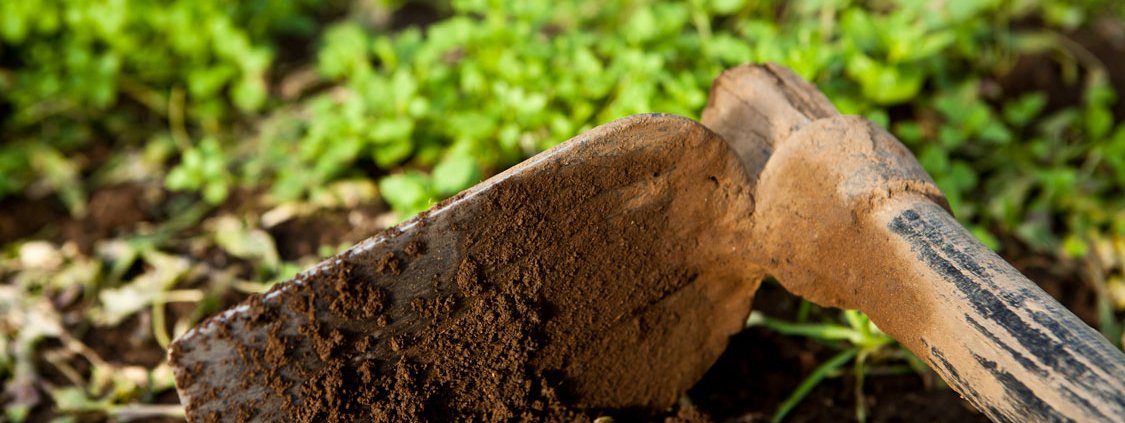 Fondata nel 2010 a Capua, Amico Bio opera su circa 200 ettari producendo ortive invernali distribuite sul mercato nazionale e internazionale. Foto: Amico Bio