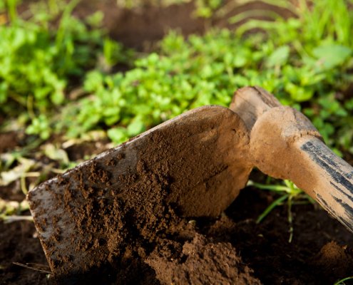 Fondata nel 2010 a Capua, Amico Bio opera su circa 200 ettari producendo ortive invernali distribuite sul mercato nazionale e internazionale. Foto: Amico Bio