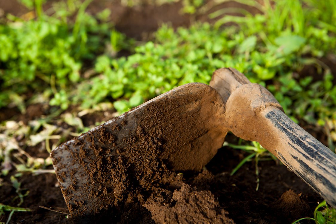 Fondata nel 2010 a Capua, Amico Bio opera su circa 200 ettari producendo ortive invernali distribuite sul mercato nazionale e internazionale. Foto: Amico Bio