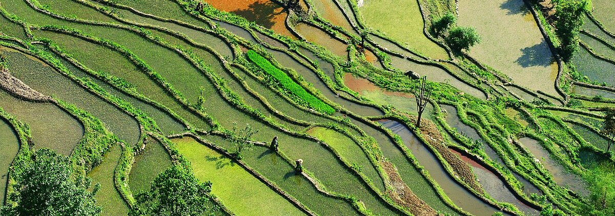 In quattro decenni il suolo del Pianeta è diventato complessivamente più verde. Ma anche più arido. Foto: Jialiang Gao Attribution-ShareAlike 3.0 Unported CC BY-SA 3.0 Deed