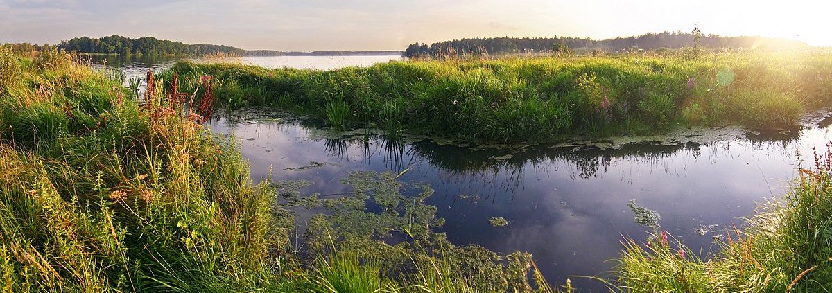 Wetlands sequestered an average of one billion tons of carbon per year in the first two decades of the 21st century. Photo: Svetlana Makarova Attribution-ShareAlike 2.0 Generic CC BY-SA 2.0 Deed