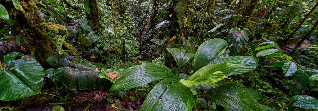 La net primary production è una misura fondamentale della produzione di biomassa negli ecosistemi. FOTO: Zdeněk Macháček su Unsplash