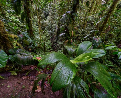 La net primary production è una misura fondamentale della produzione di biomassa negli ecosistemi. FOTO: Zdeněk Macháček su Unsplash