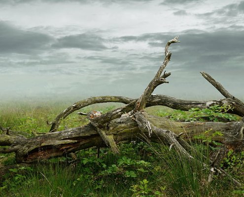 Favored by climate change, phenomena such as heat waves, droughts, fires, storms, and the spread of plant diseases are increasing tree mortality globally. Photo: PickPik Royalty-Free photo