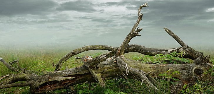 Favoriti dal cambiamento climatico, fenomeni come ondate di calore, siccità, incendi, tempeste e diffusione di fitopatie stanno facendo aumentare la mortalità degli alberi a livello globale. Foto: PickPik Royalty-Free photo