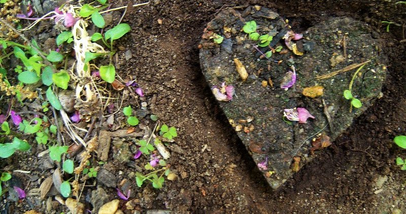 Through microbes, the quality of soils and ecosystems could influence our relational and emotional well-being. Photo: cryptovalence Attribution-NonCommercial-ShareAlike 2.0 Generic CC BY-NC-SA 2.0 Deed