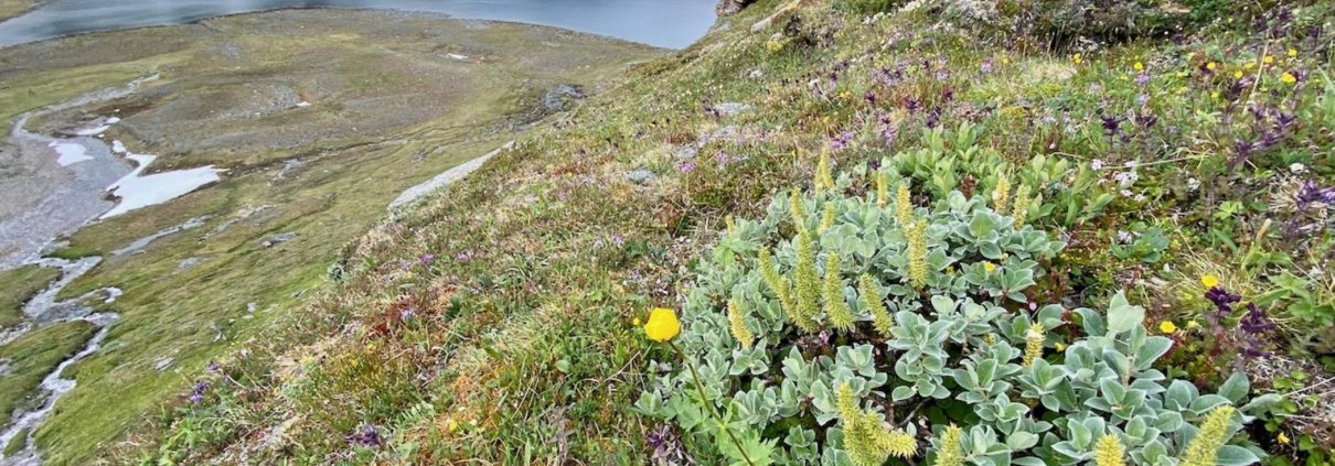 The shrub woolly willow is a species that is becoming increasingly common in the barren mountains of Sweden within the Arctic tundra. Photo: Anne Bjorkman, University of Gothenburg press release