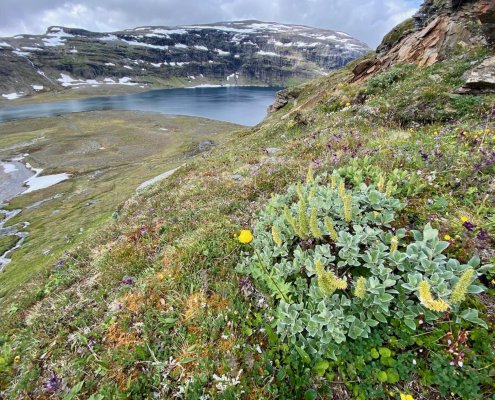 The shrub woolly willow is a species that is becoming increasingly common in the barren mountains of Sweden within the Arctic tundra. Photo: Anne Bjorkman, University of Gothenburg press release