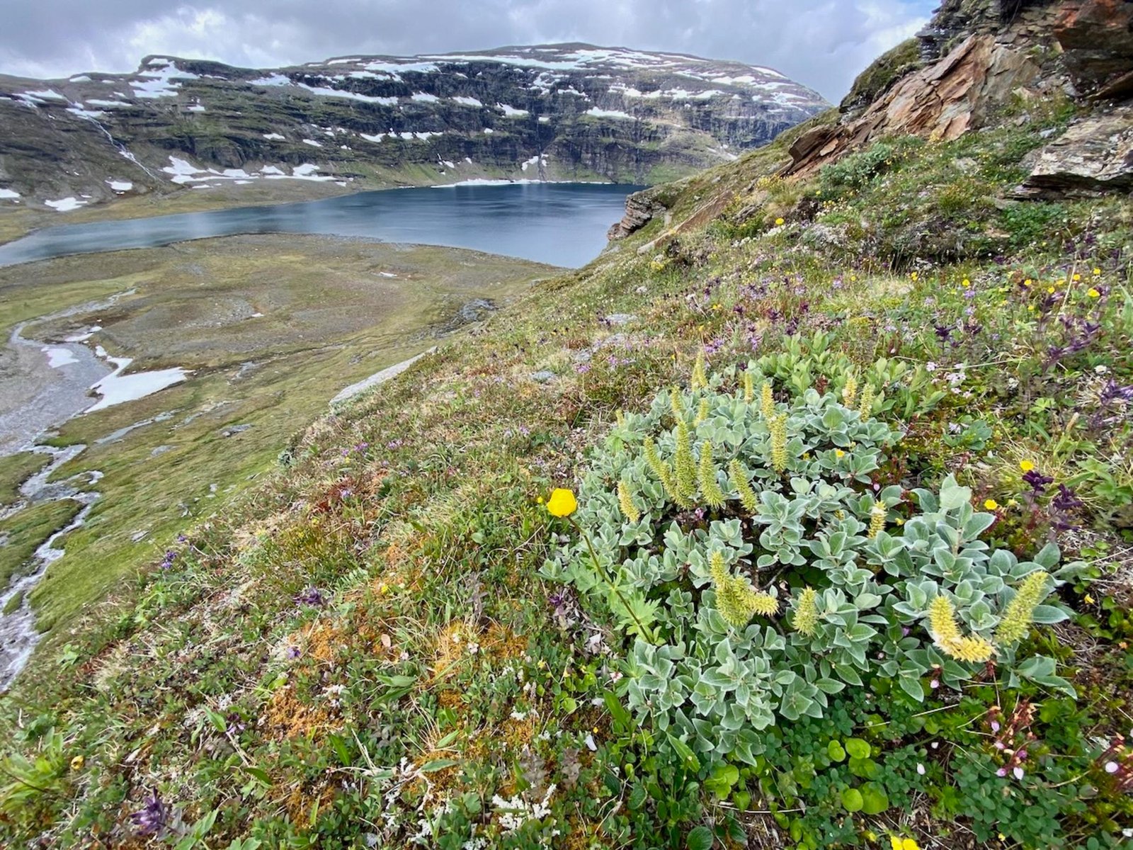 Il salice lanuginoso è una specie che sta diventando sempre più comune sulle montagne spoglie della Svezia all’interno della tundra artica. Foto: Anne Bjorkman, University of Gothenburg press release