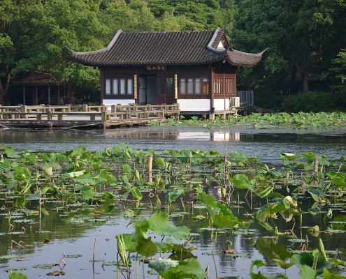 In wetlands, diversity improves both nitrogen retention and removal processes, but has a more pronounced effect on the latter. Photo: shankar s. Attribution 2.0 Generic CC BY 2.0 Deed