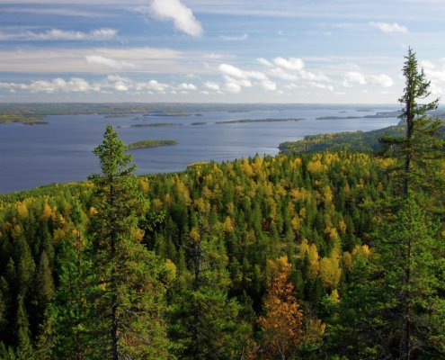 Un’area boschiva nel Parco Nazionale di Koli nella regione finlandese della Karelia settentrionale, Anche qui, come in molte altre regioni d’Europa, le soluzioni basate sulla natura riducono il rischio di incendi e rendono le foreste più resilienti. Foto: Pentti Rautio Attribution-ShareAlike 3.0 Unported CC BY-SA 3.0 Deed