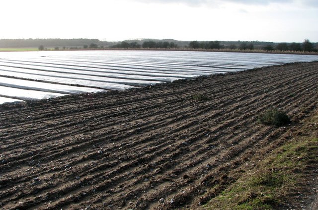 L'uso di materiali sintetici come i teli non biodegradabili costituisce una delle maggiori fonti di contaminazione da microplastiche nei suoli agricoli. Foto: Evelyn Simak Attribution-ShareAlike 2.0 Generic CC BY-SA 2.0 Deed