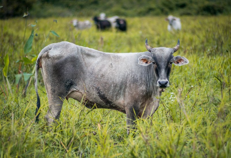 59% of global deforestation is caused by meat production and 33% by soy production, both occuring in the Amazon. Photo: Ben Lamb Attribution-NonCommercial-ShareAlike 2.0 Generic CC BY-NC-SA 2.0 Deed