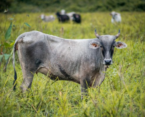 Il 59% della deforestazione globale è causata dalla produzione di carne e il 33% riconducibile alla soia si collocano in Amazzonia. Foto: Ben Lamb Attribution-NonCommercial-ShareAlike 2.0 Generic CC BY-NC-SA 2.0 Deed