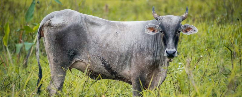 Il 59% della deforestazione globale è causata dalla produzione di carne e il 33% riconducibile alla soia si collocano in Amazzonia. Foto: Ben Lamb Attribution-NonCommercial-ShareAlike 2.0 Generic CC BY-NC-SA 2.0 Deed