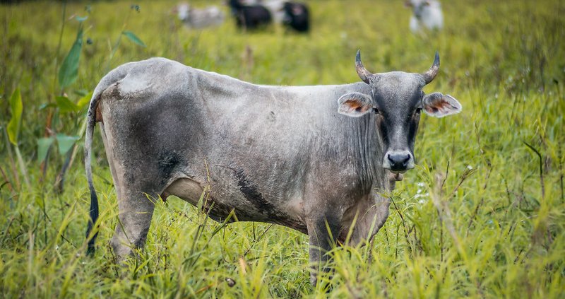 Il 59% della deforestazione globale è causata dalla produzione di carne e il 33% riconducibile alla soia si collocano in Amazzonia. Foto: Ben Lamb Attribution-NonCommercial-ShareAlike 2.0 Generic CC BY-NC-SA 2.0 Deed