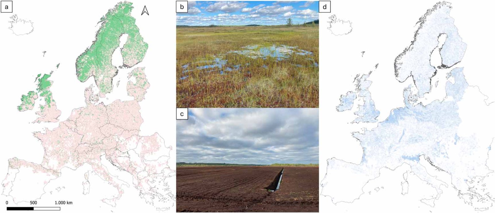 (a) La distribuzione delle torbiere europee funzionali (verde) e non funzionali (rosso) (b) Torbiere aperte funzionali (c) Torbiere drenate non funzionali (d) La distribuzione delle torbiere europee potenziali. Foto: Juul Limpens Enahu Tahitu et al 2025 Environ. Res. Lett. 20 124033 DOI 10.1088/1748-9326/ae2142. Attribution 4.0 International CC BY 4.0 Deed https://iopscience.iop.org/article/10.1088/1748-9326/ae2142