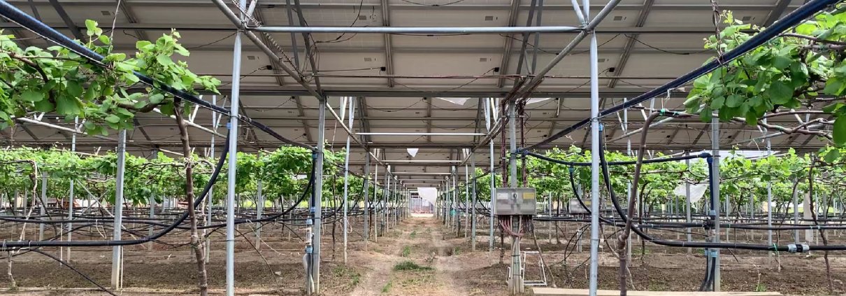 Fondata nel 1935, Società Agricola Terzeria è un'azienda attiva nella Piana di Sibari, in Calabria, che fa parte della rete della Lighthouse Farms di Re Soil Foundation. Foto: Re Soil Foundation