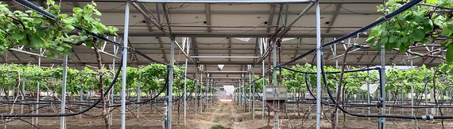 Fondata nel 1935, Società Agricola Terzeria è un'azienda attiva nella Piana di Sibari, in Calabria, che fa parte della rete della Lighthouse Farms di Re Soil Foundation. Foto: Re Soil Foundation