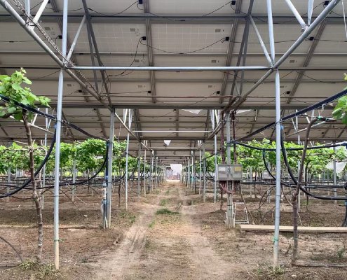 Fondata nel 1935, Società Agricola Terzeria è un'azienda attiva nella Piana di Sibari, in Calabria, che fa parte della rete della Lighthouse Farms di Re Soil Foundation. Foto: Re Soil Foundation