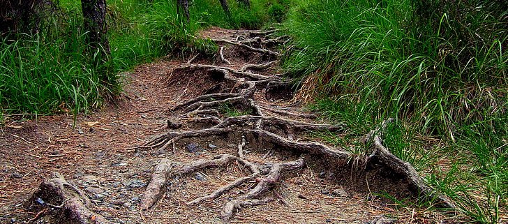 Plants and microorganisms are essential for mobilizing phosphorus in the soil, but their effectiveness is influenced by many factors. Photo: pickpik royalty free