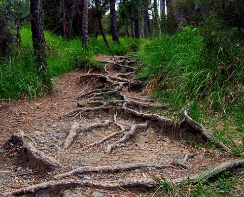 Le piante e i microorganismi sono essenziali per la mobilizzazione del fosforo nel suolo ma la loro efficacia è influenzata da molti fattori. Foto: pickpik royalty free