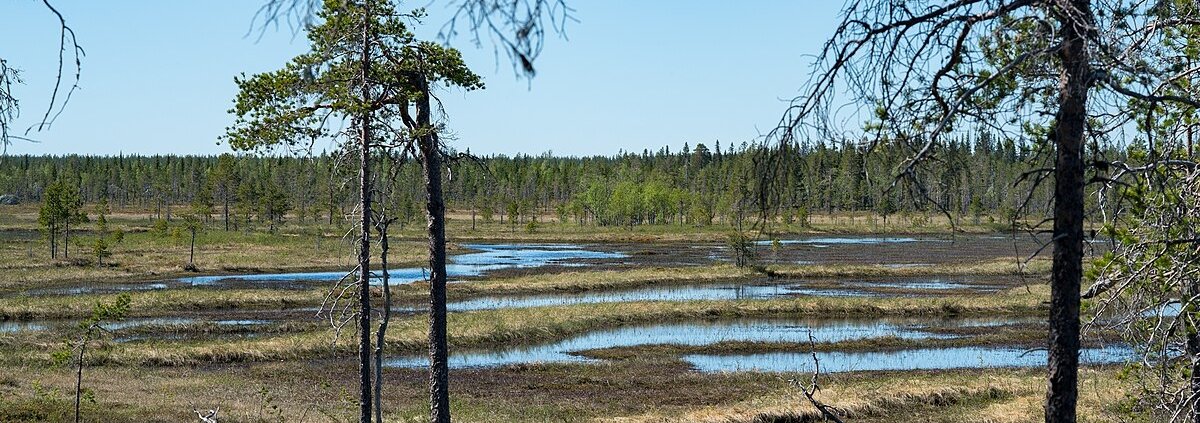 A oggi solo il 7% della superficie originaria delle torbiere continentali è rimasto intatto e i loro confini climatici stanno cambiando. Foto: SiberianJay Attribution-ShareAlike 4.0 International CC BY-SA 4.0 Deed