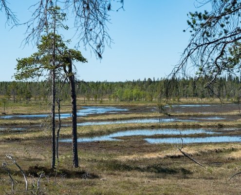 A oggi solo il 7% della superficie originaria delle torbiere continentali è rimasto intatto e i loro confini climatici stanno cambiando. Foto: SiberianJay Attribution-ShareAlike 4.0 International CC BY-SA 4.0 Deed