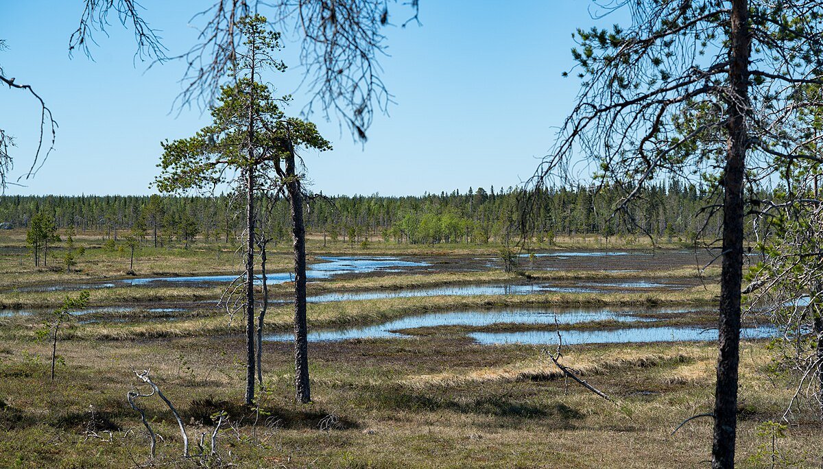 A oggi solo il 7% della superficie originaria delle torbiere continentali è rimasto intatto e i loro confini climatici stanno cambiando. Foto: SiberianJay Attribution-ShareAlike 4.0 International CC BY-SA 4.0 Deed